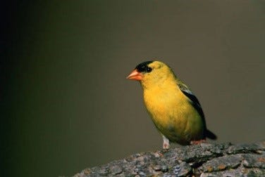 a stark yellow and black contrast on a small bird