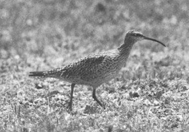 historical photo of a live eskimo curlew on the ground