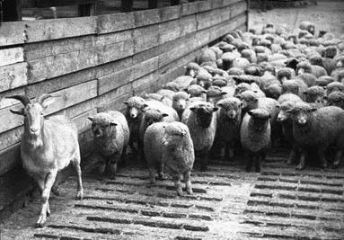 Photograph of a Judas goat leading a herd of sheep