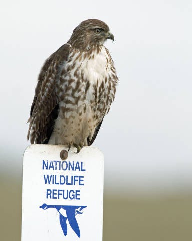 Perches provide a steady vantage point and increase the hunting success of hawks, like this Red-tailed hawk on a National Wildlife Refuge sign. Photo Credit: George Gentry, USFWS.