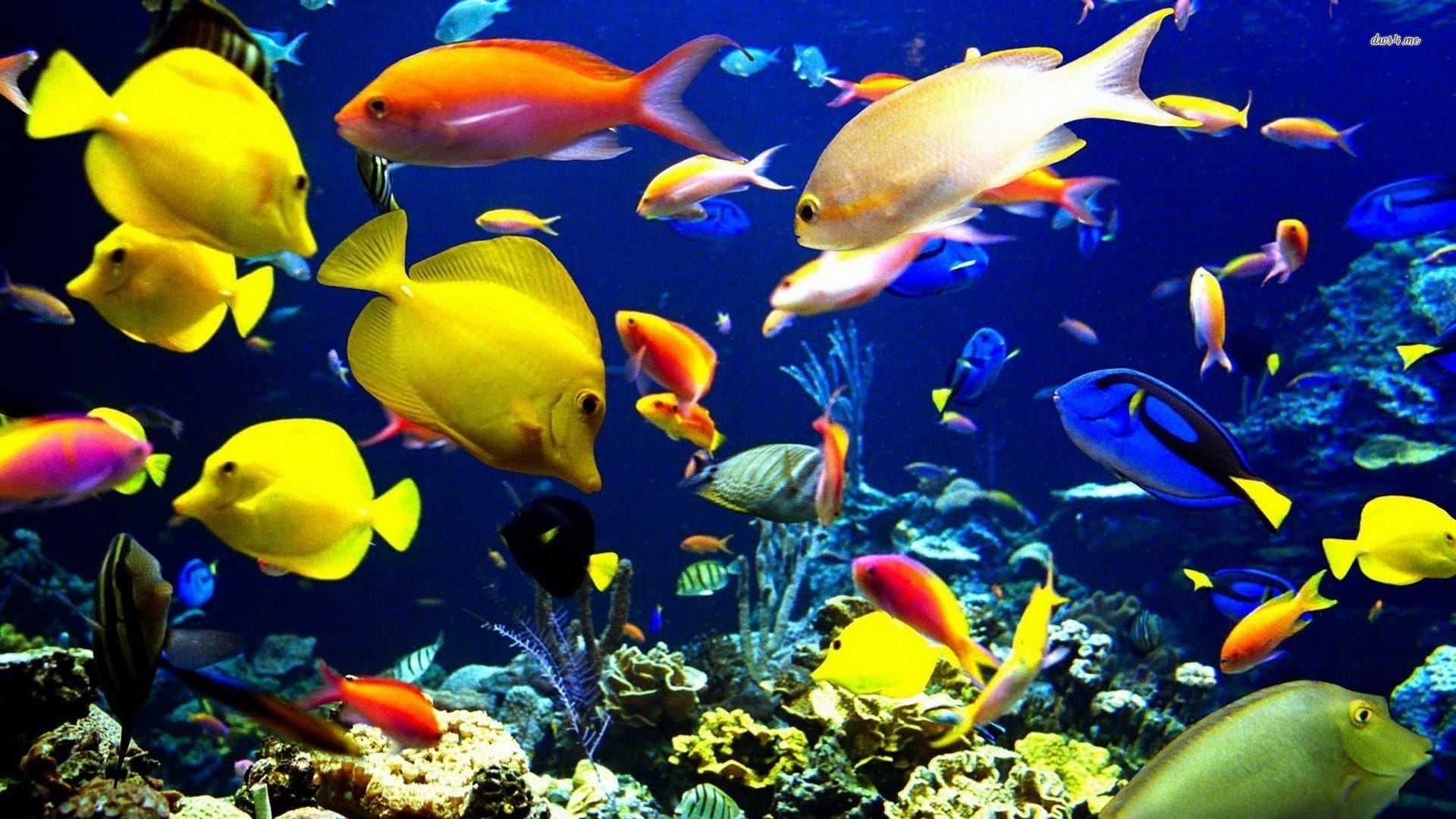 Multi-color fish swimming in blue water