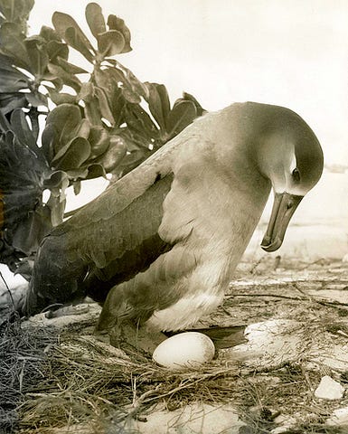 Black-footed albatross with egg, Midway Island, circa 1961-1973.