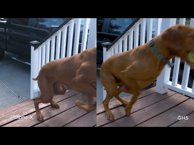Comparison of slow motion dog