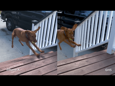 Comparison 3 of slow motion dog
