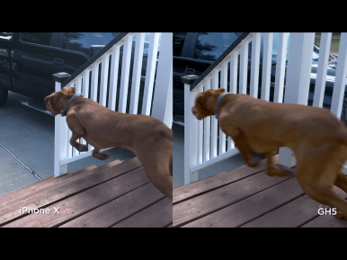 Second slow motion dog comparison