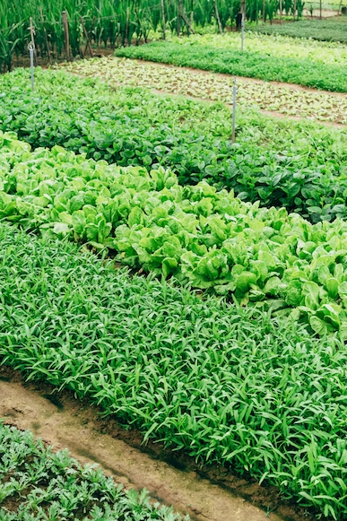 Crop Rotation: A Vital Organic Farming Practice | Organic Farming in india