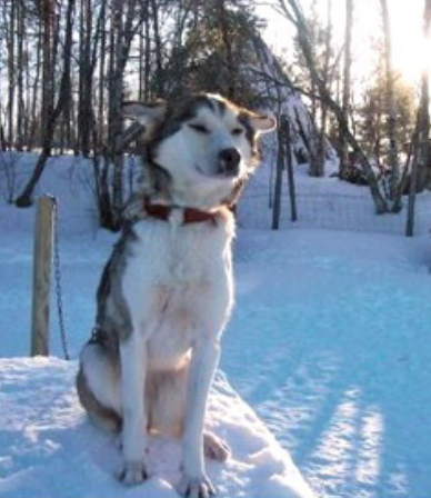 A gorgeous husky sits atop his kennel waiting to be harnessed up.