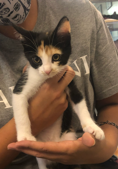 Annabelle, a calico-colored short hair cat, looks uncomfortable while being held.