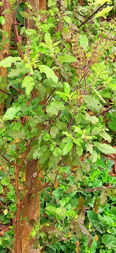 Sacred Bail. Tulsi plant. Kerala, India.