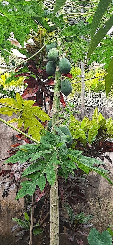 Papaya tree. Kerala, India.