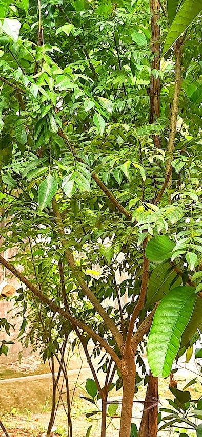 Curry leaf tree. Kerala, India.