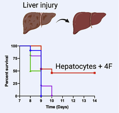 Partial cellular reprogramming enhances liver regeneration and
 mouse survival under livery injury, while others died earlier.