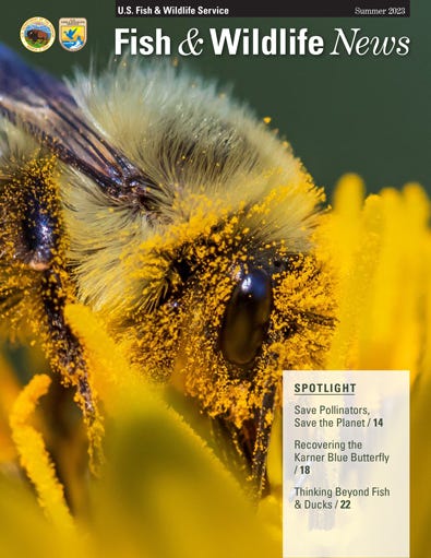 Fish & Wildlife News magazine cover with bee covered in pollen on flower