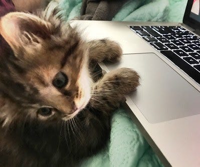 A kitten with paws on the trackpad of a laptop