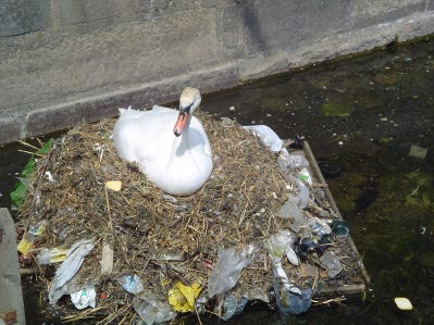 Swan Pollution Wikipedia.jpg