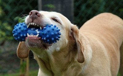 Jeux de chiens: quelques astuces pour bien stimuler votre chien !