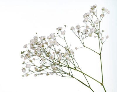 Baby’s Breath Flowers