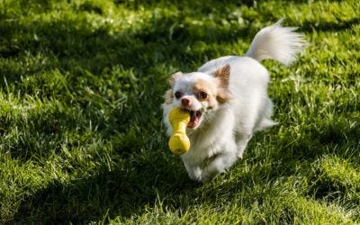 Petits chiens : attention aux idées reçues concernant les chiens de petite race !