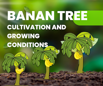 Banana Tree | The Iconic Fruit-Bearing Wonder of Nature