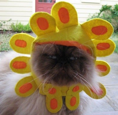 Image result for cats dressed as flowers