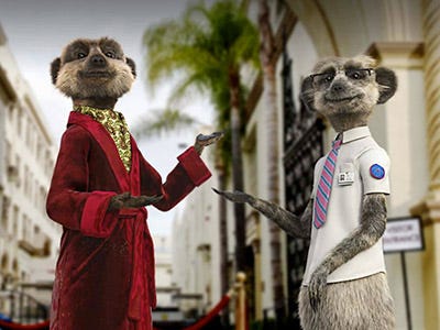 Image for compare the meerkat
