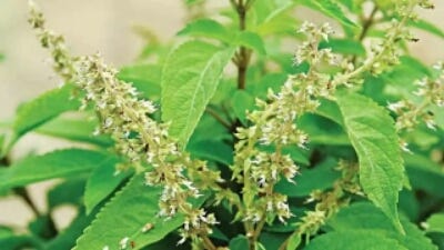 Health Benefits Of Scent Leaf