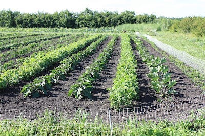 Field with eggplant and beans