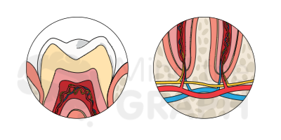 tooth_scientifc_illustrations