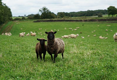 spring lamb myth