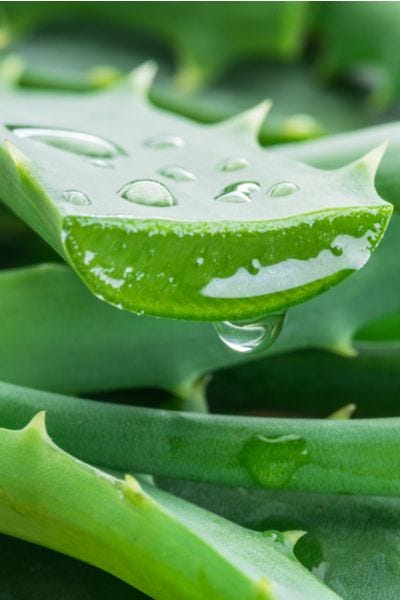 Aloe Vera Uses And Benefits — For Face, Hair And Skin Concerns