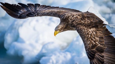 White bellied eagle in flight