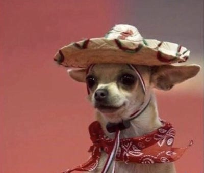 Photo of a chihuahua wearing a sombrero