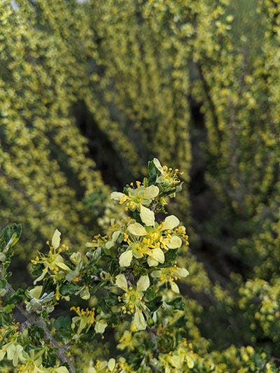 An picture of an antelope bush from the top. It has flowers on its stalks that have five white petals with yellow pistils in the middle.
