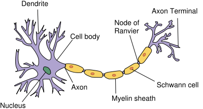 Structure of a typical neuron