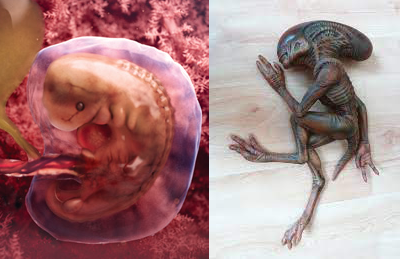 5 week old human fetus next to fictional parasite