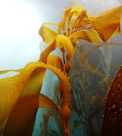 A close up of mustard colored Giant Kelp undulating underwater. In the background are more kelp