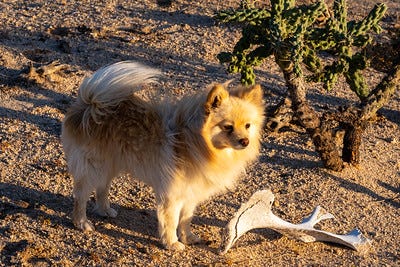 Small dog that lived on a ranch in the desert, would constantly get thorns in it’s foot.