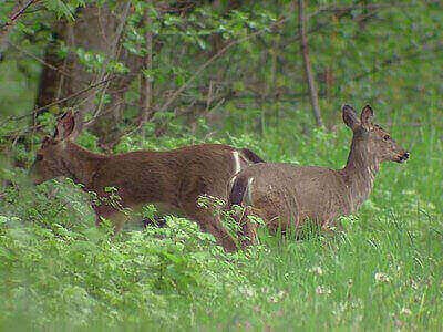 How To Hunt Blacktail Deer