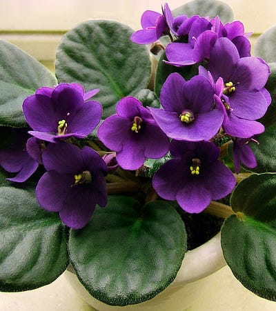 A to Z for African Violets Care — Everything You Need to Know and More