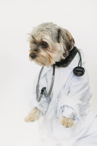 A dog dressed like a doctor