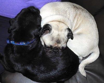 A black dog and a white dog snuggled like a yin yang symbol, dark and light together just as we are complex