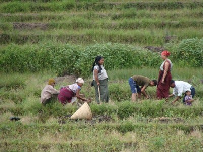 Seven people including one child are working on the field with a conical basket lying around