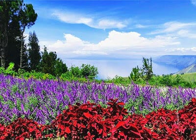 flower park in lake toba