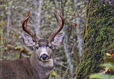 How To Hunt Blacktail Deer