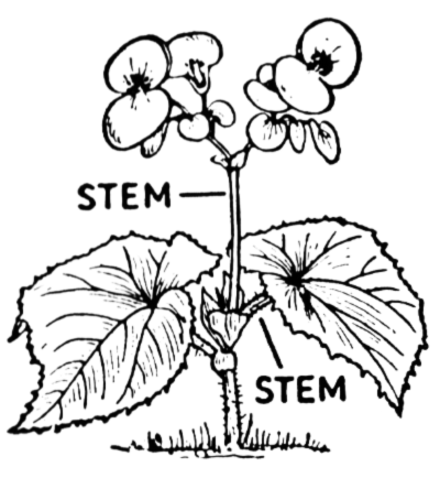 A hand-drawn plant with the stem labeled