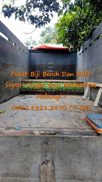 0812–1890–8795 WA, Tempat Penjualan Benih Buah Pepaya Merah Delima Paling Bagus