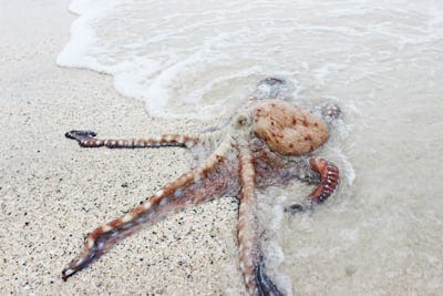 A fun Fact about Octopus