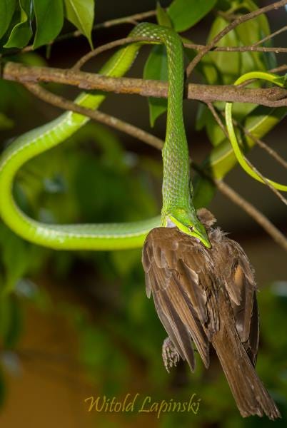 A green snake is eating a brown bird.