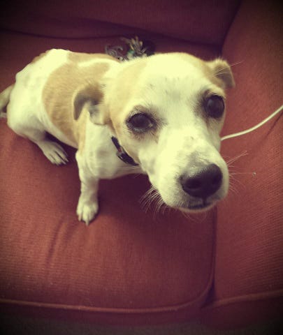 adorable Jack Russell looking up