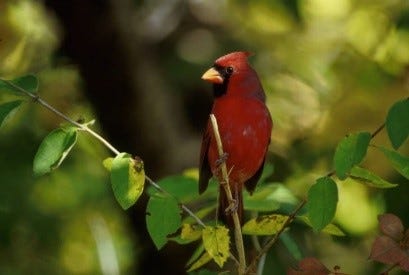 a red bird in dense shubbery